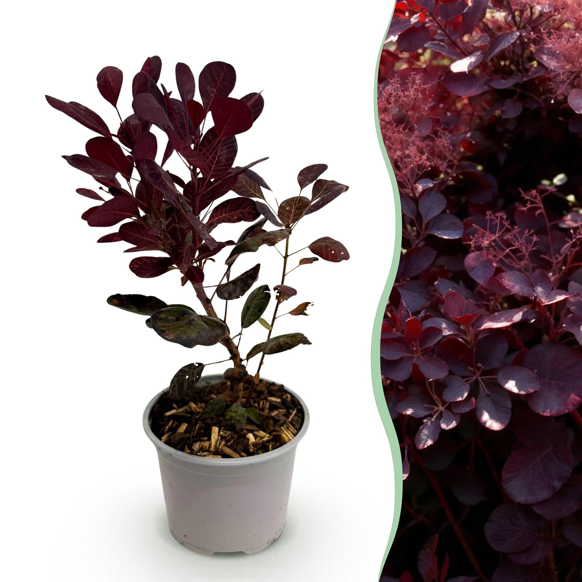 Cotinus coggygria Lilla – 3 rośliny – 12 cm – wysokość ok. 35 cm – liściasta peruka z fioletowymi letnimi kwiatami i fioletowymi liśćmi – łatwa w pielęgnacji, na grządkę, taras i balkon