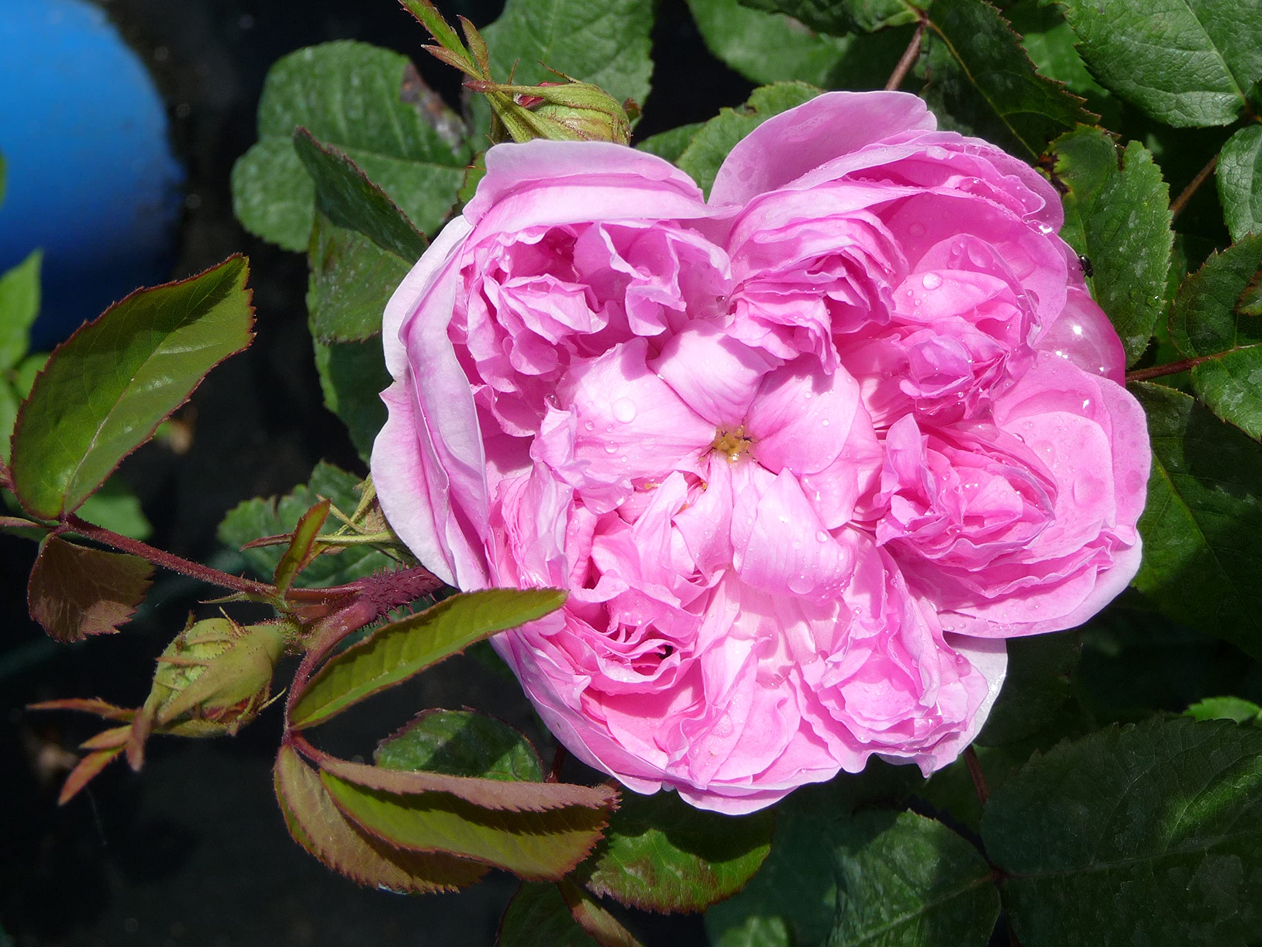 Garten-Schlüter Historische Rose 'Jacques Cartier'