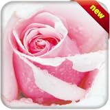 royal albert lavender rose history Lots of different Flowers Images including Roses, Lily and all. Lots of bouquets to share to friends, family beloved.(Flower Images)
