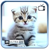 Cozysoftscreensapps