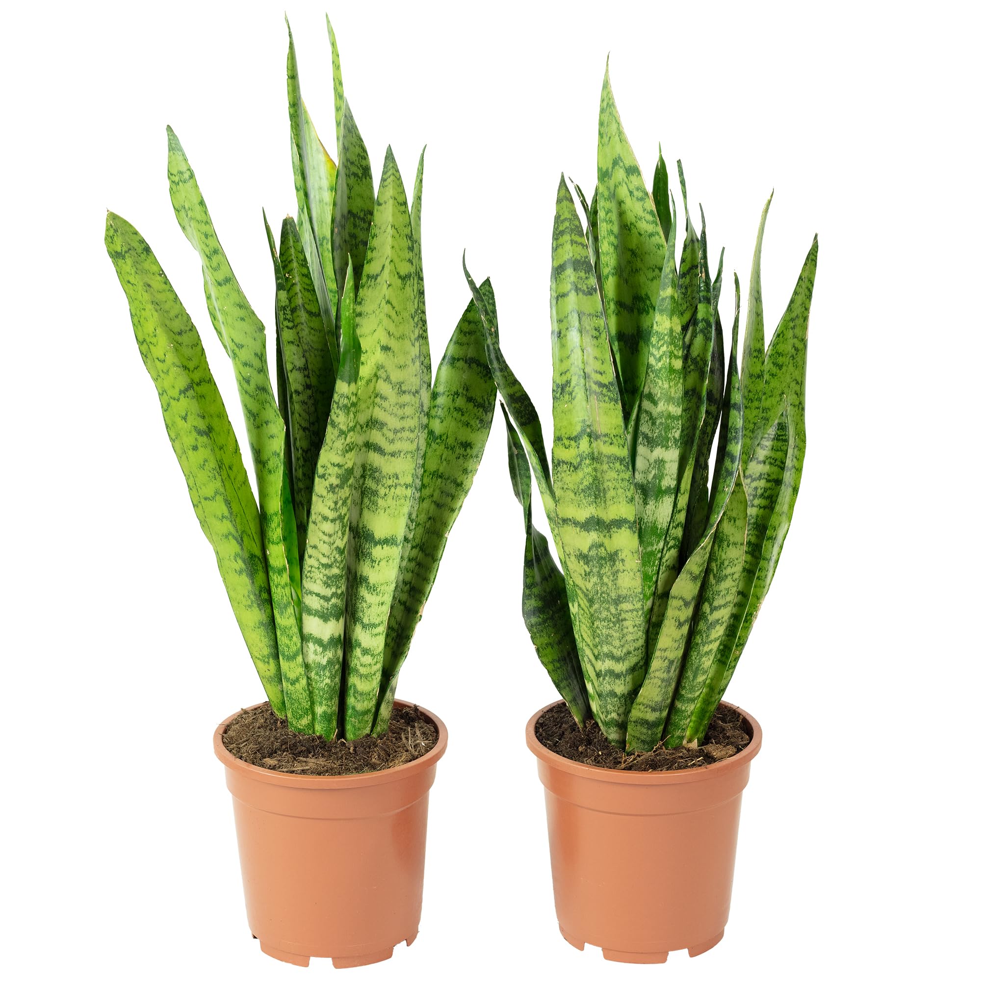 2 x konopie łukowe, łatwe w pielęgnacji rośliny pokojowe, Sansevieria zeylanica – wysokość ok. 65 cm, średnica doniczki 17 cm