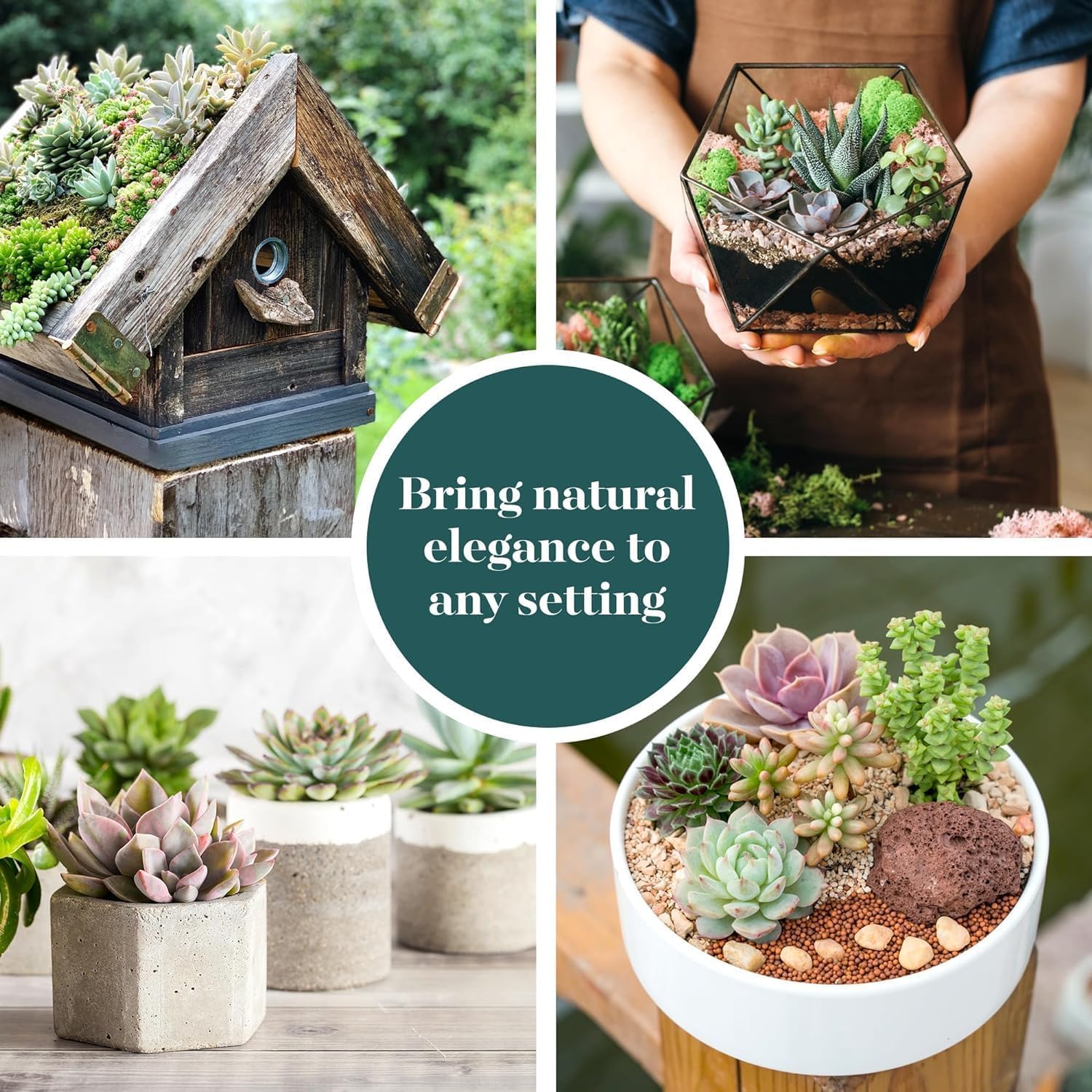 Shop Succulents Coastal Succulent Bulk Plant Pack Collection – Live Mini Succulent Plants, Ocean-Inspired Colors & Textures, Low Maintenance Houseplants – Beach Decor, Gifts & Garden, 2" Pots