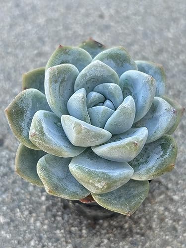 Echeveria - Planta suculenta viva verde hielo, maceta de 2 pulgadas, totalmente enraizada con tierra, decoración para el hogar y la oficina