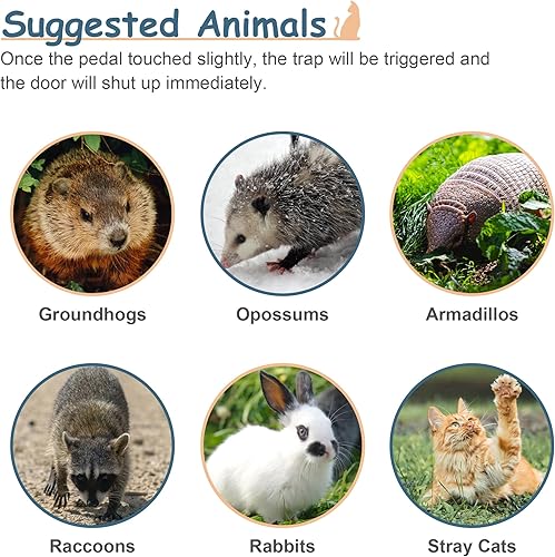 Miniatura 5 de ZENY Trampa de jaula de animales vivos de 32 x 12.5 x 12 pulgadas con puerta de hierro, jaula de acero para conejos, gatos callejeros, ardillas