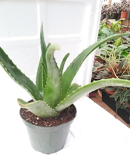 Miniatura 4 de Aloe Vera - Jugo de Planta Tropical Medicinal Viva 6 '' Pot De Jm Bamboo