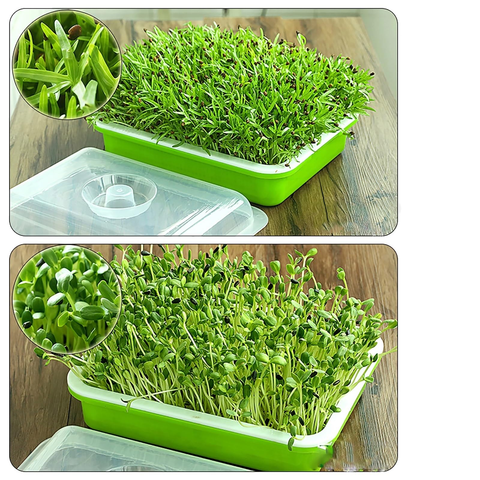 Semillero Bandeja de germinación Semillas, Doble Capa, Cultivo Frijoles sin Suelo, Plato vivero hidropónico, Maceta, Herramientas for el hogar y jardín para Plantas(Color7)