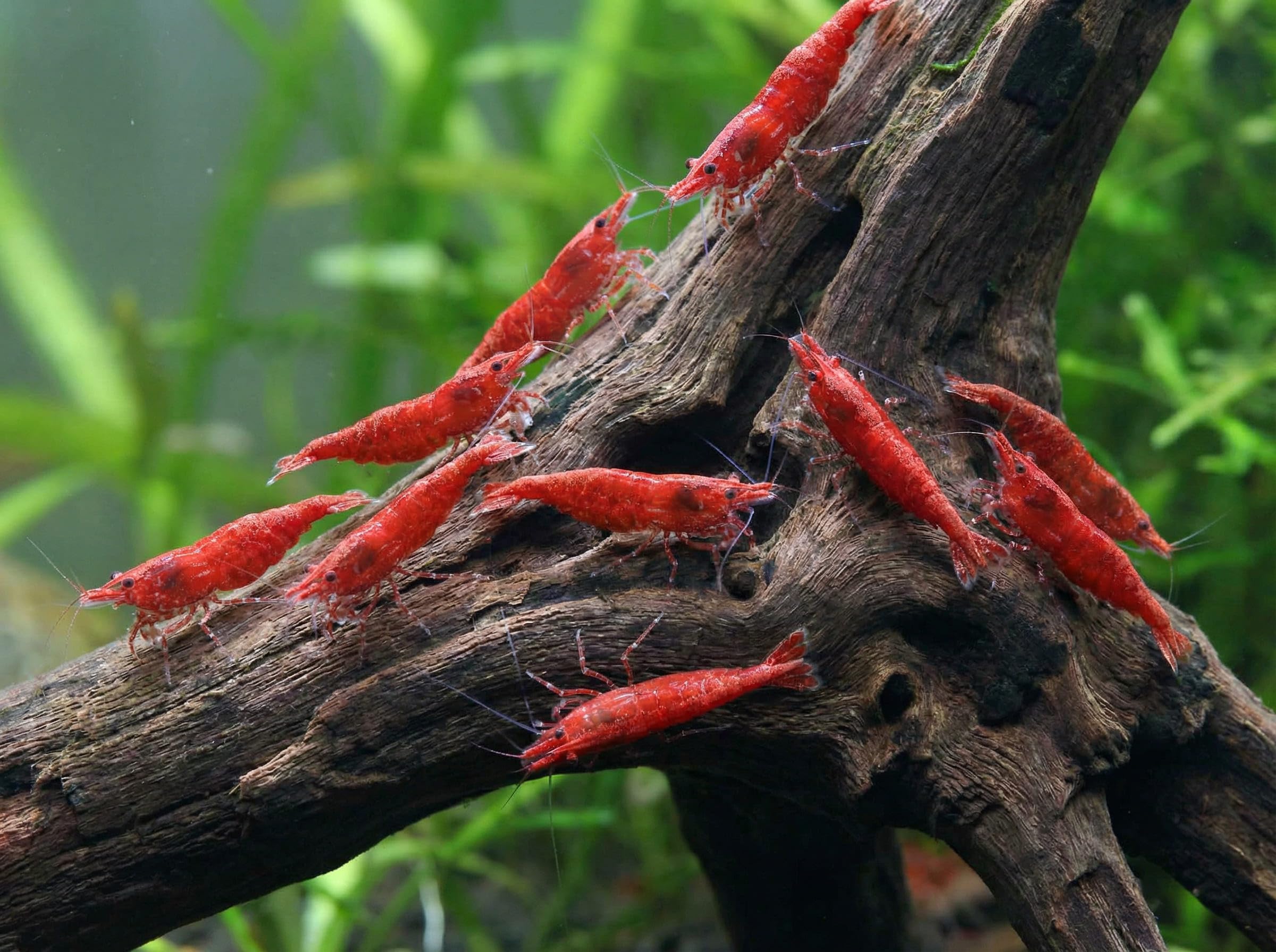 Garnelio - Red Cherry Shrimp - Red Fire Shrimp - Neocardina davidi 'Red' - Group of 5