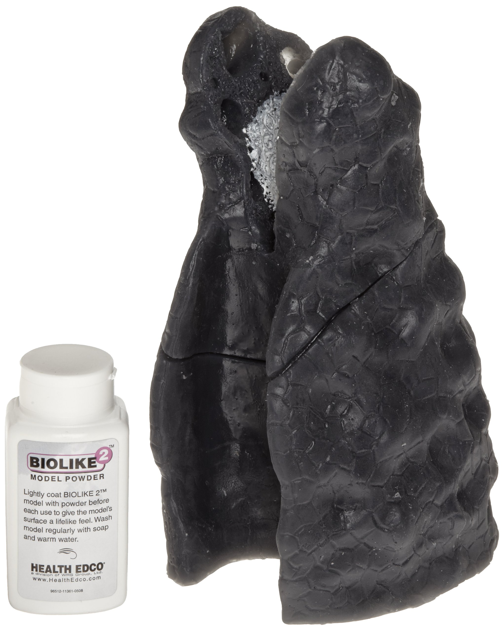 HEALTH EDCO W43106 Biolike Synthetic Tissue Smoked 3D Lung Model: Science  Lab Biology Classroom Supplies: Amazon.com: Tools & Home Improvement