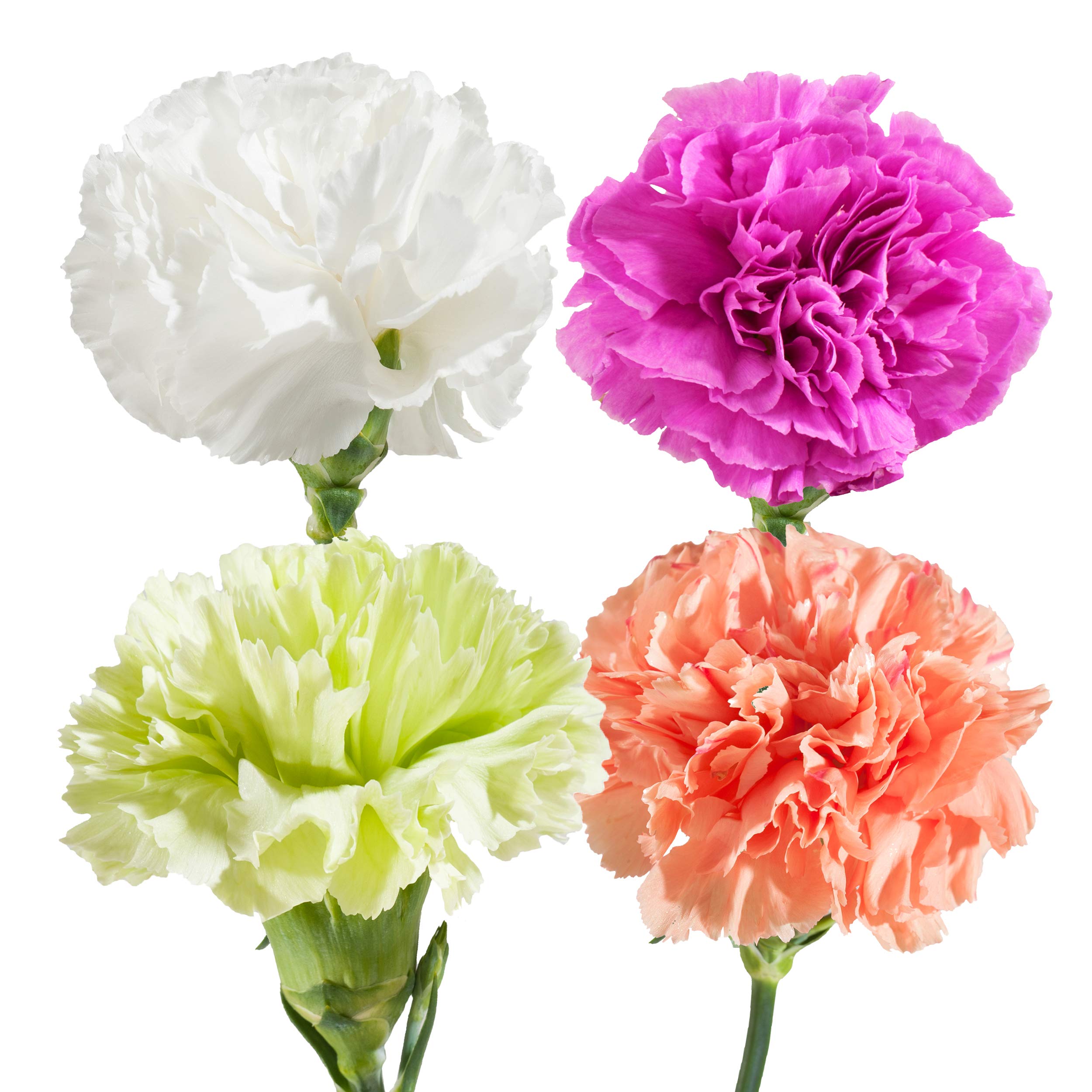 Amazon.com : Blommingmore | Fresh Cut Flowers| Natural Assorted