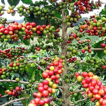 Arabica Coffee Bean Plant - 4 Pot - Grow & Brew Your Own Coffee Beans
