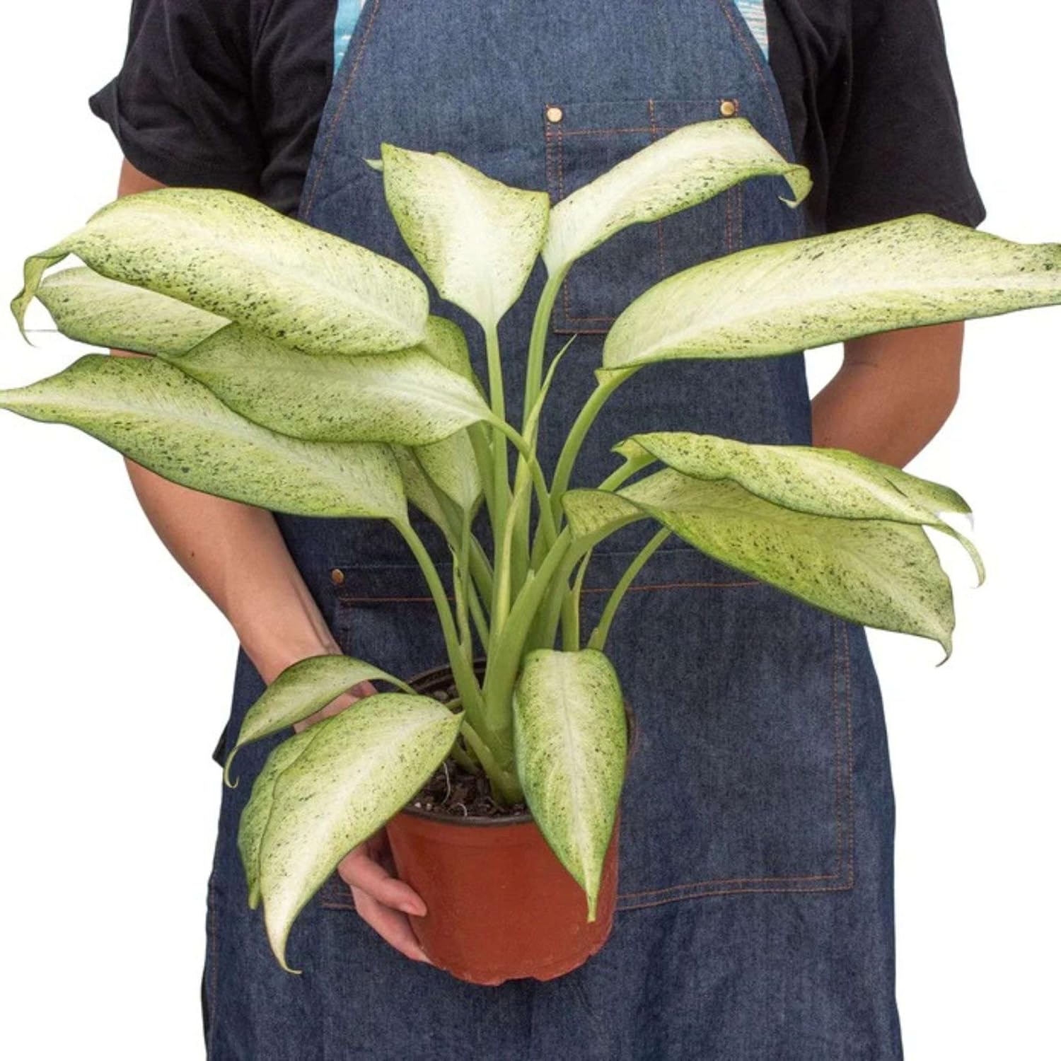 Dieffenbachia Camouflage Live Plant for Indoor | Different Houseplants in 4'' & 6'' Pot | Real House Plant for Living Room, Office, Desk & Bathroom | Dumb Cane