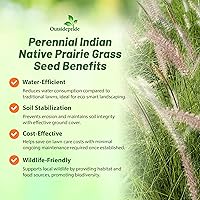 Vista 3 de Outsidepride Semilla de hierba nativa india – 1 libra de semillas de pradera perenne, de bajo mantenimiento, tolerantes a la sequía para hábitat