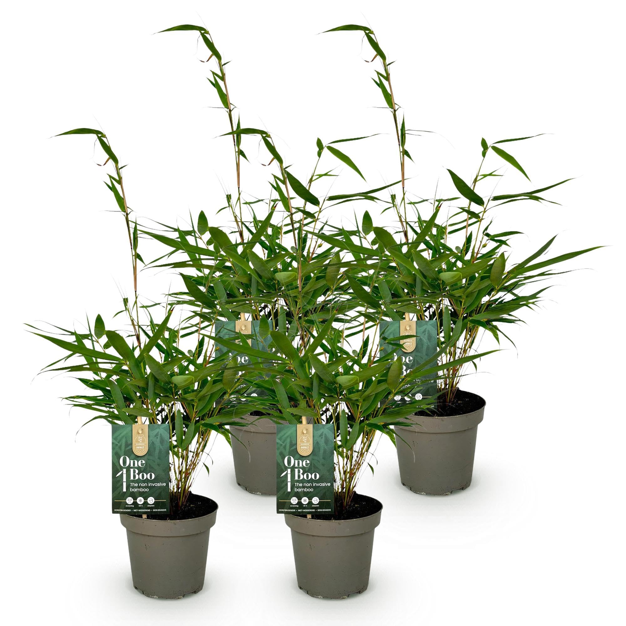 Bambú Fargesia Robusta Pingwu, Seto de Jardín, Verde, Pack de 4