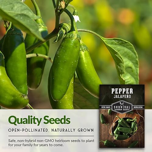 Miniatura 3 de Survival Garden Seeds - Semillas de pimiento jalapeño para plantar - Paquete con instrucciones para plantar y cultivar chiles verdes o rojos en tu