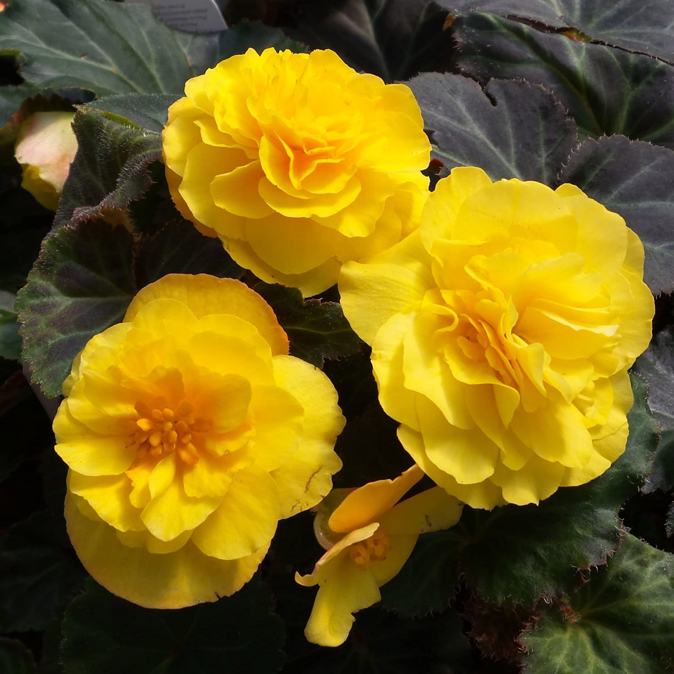 Live Green Begonia Double Yellow Flower Seeds - Variety Nonstop Imported Seeds for Home Gardening - Pack of 50 Seeds