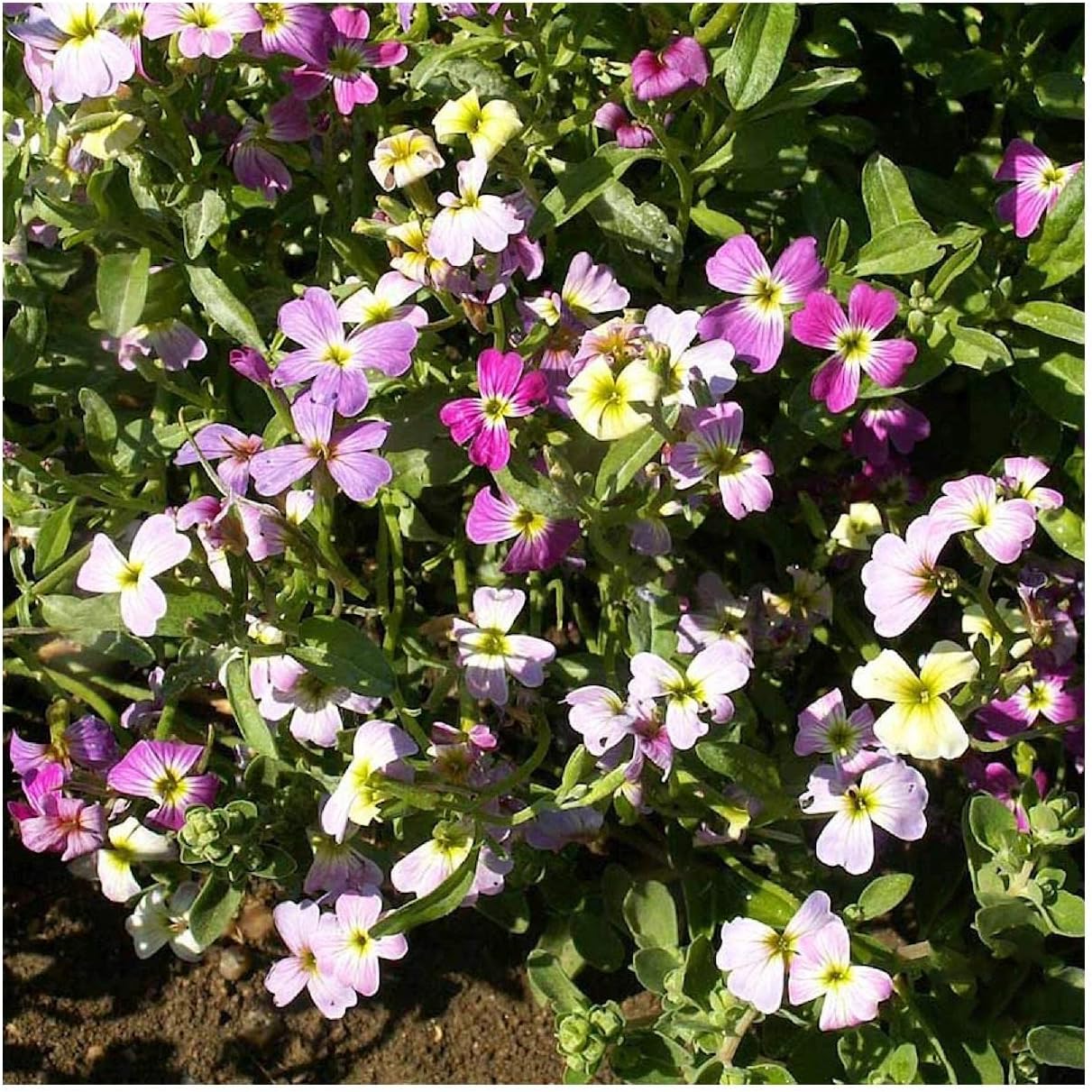 Everwilde Farms - 1 Lb Virginia Stock Wildflower Seeds - Gold Vault