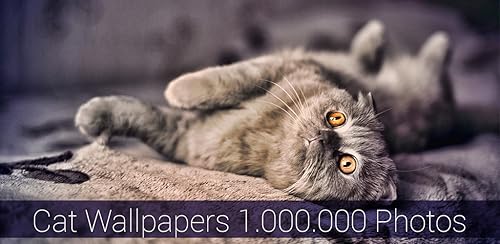Cat Wallpapers
