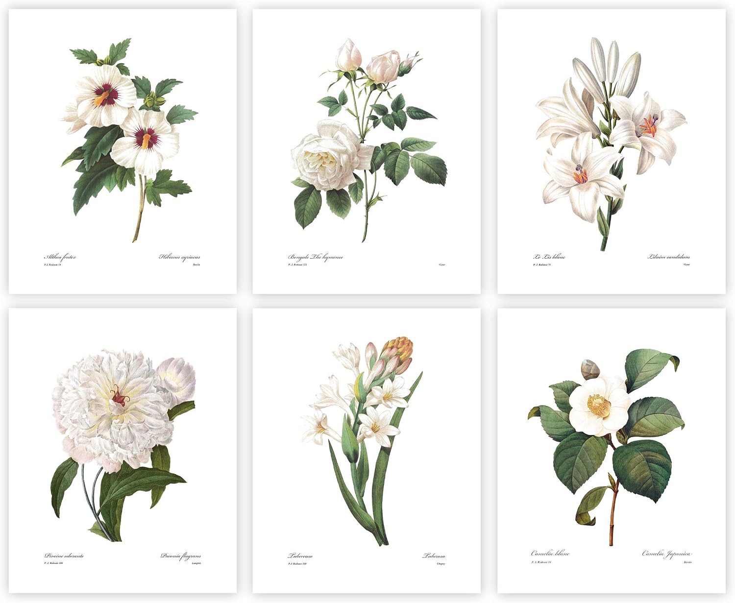 White Flower Art, French Botanical Prints - Vintage Floral Decor, Summer Wall Art, Hibiscus, Redoute Rose, Peony, Lily, Camellia, Tuberose - Set of 6, Unframed 8x10