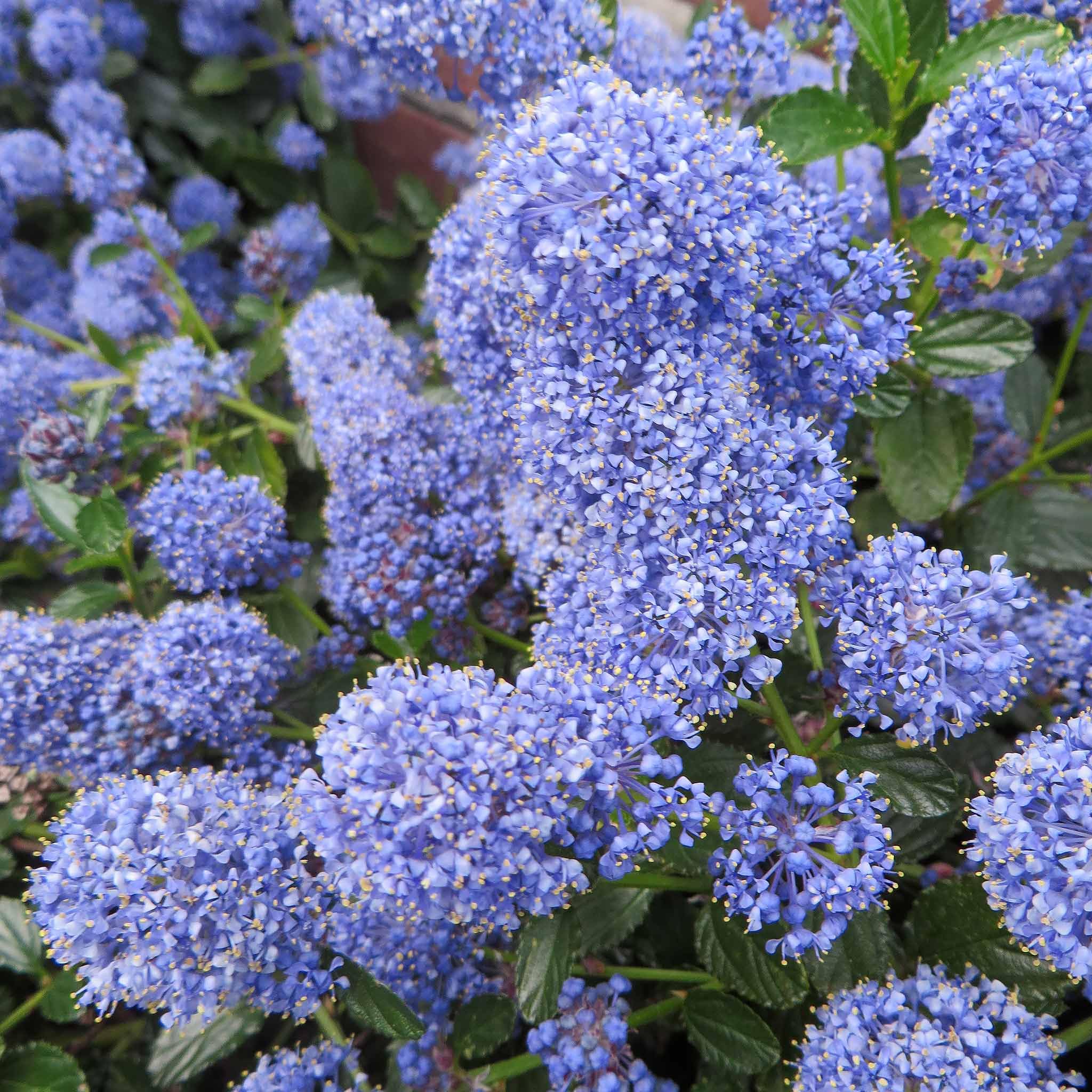 Marshalls Garden Ceanothus 'Blue Mound' - Evergreen Californian Lilac