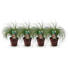 GreenboutiQ - Ornamental Grasses - Stipa tenuifolia Pony Tails - Green - 4 Plants - Evergreen - Little Care - Pot 17 cm Height 50 cm