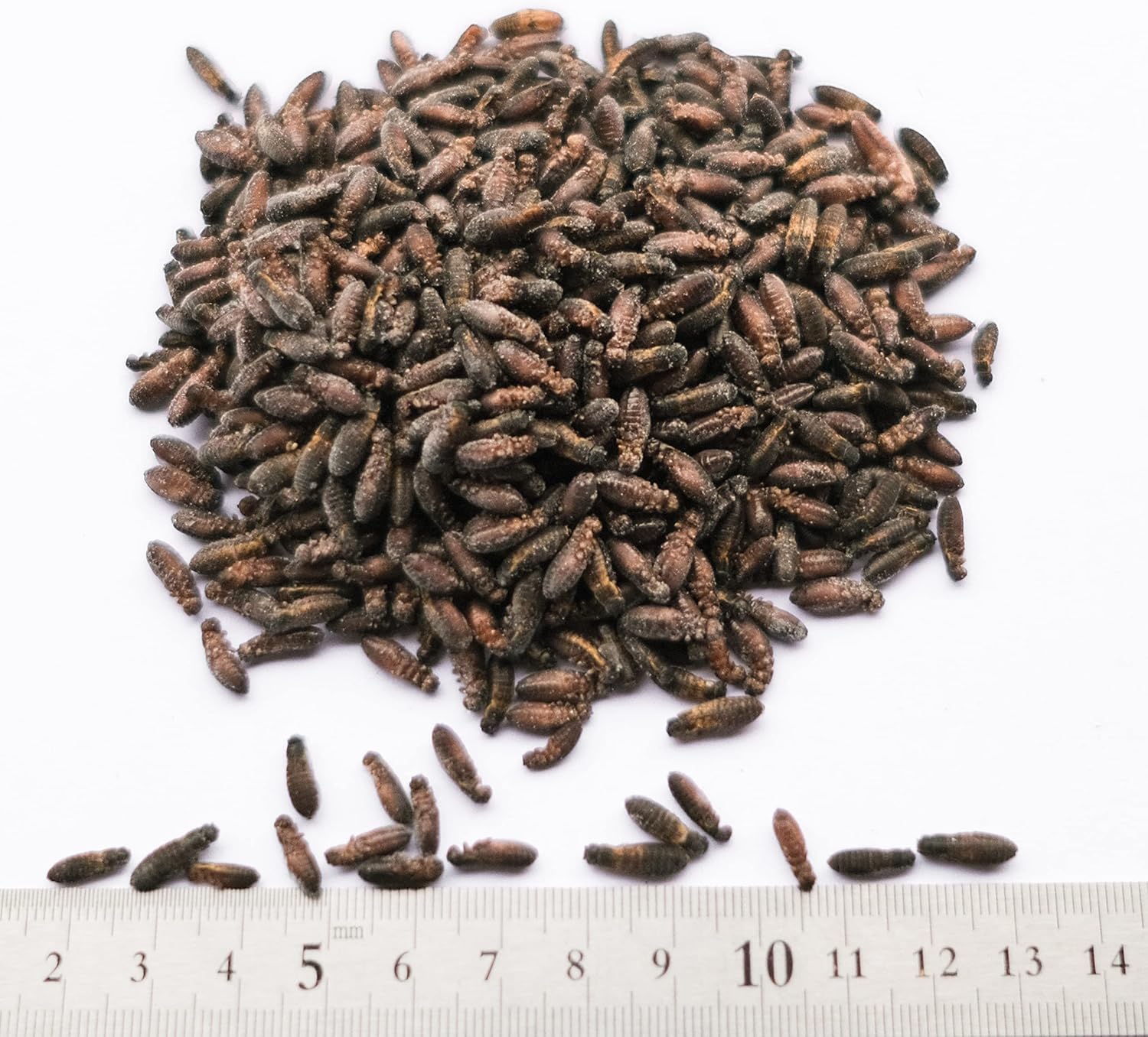 数量限定価格 冷凍黒コオロギ Mサイズ 1パック 約2 0cm 100匹 6パックセット 冷凍餌 コオロギ 国産 黒コオロギ 蟋蟀 小動物 爬虫類 大型熱帯魚用 6パック Www Gtasavegames Com