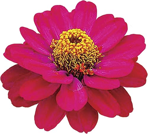 Miniatura 3 de Park Seed Semillas de plantas de flores Zinnia, fáciles de cultivar, perfectas para jardín de primavera, cereza Swizzle y marfil, paquete de 15