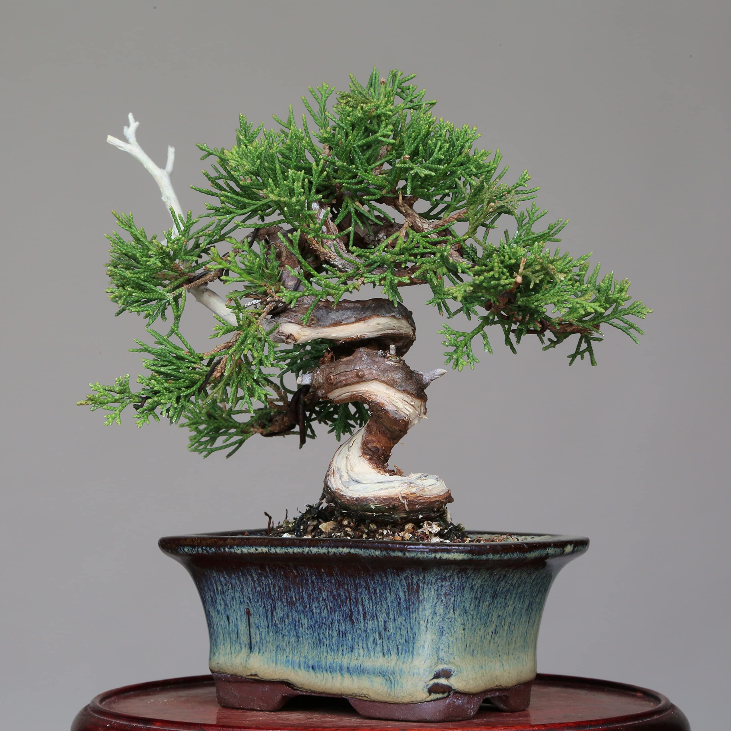 糸魚川真柏　シャリ・ジン・捻転・晩品！ Amazon.co.jp: 糸魚川真柏（捻転幹・ジン・シャリ）小品盆栽