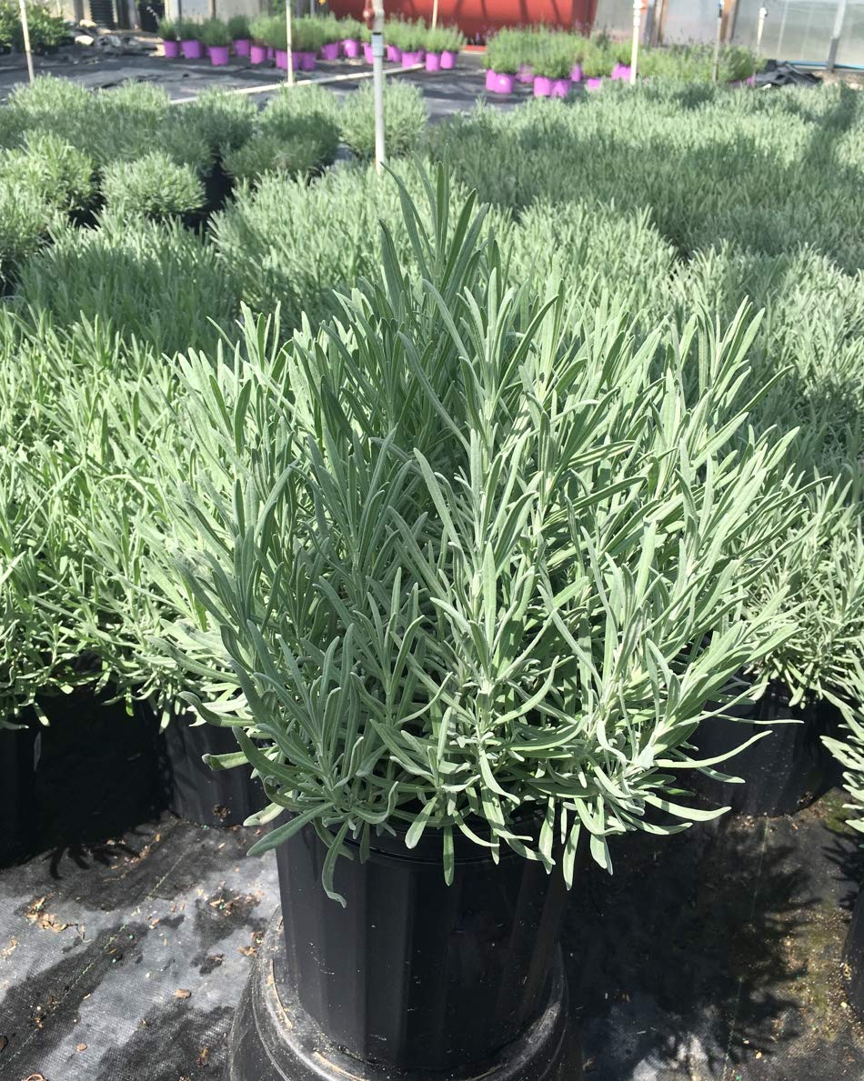 Green Promise Farms Provence Lavender