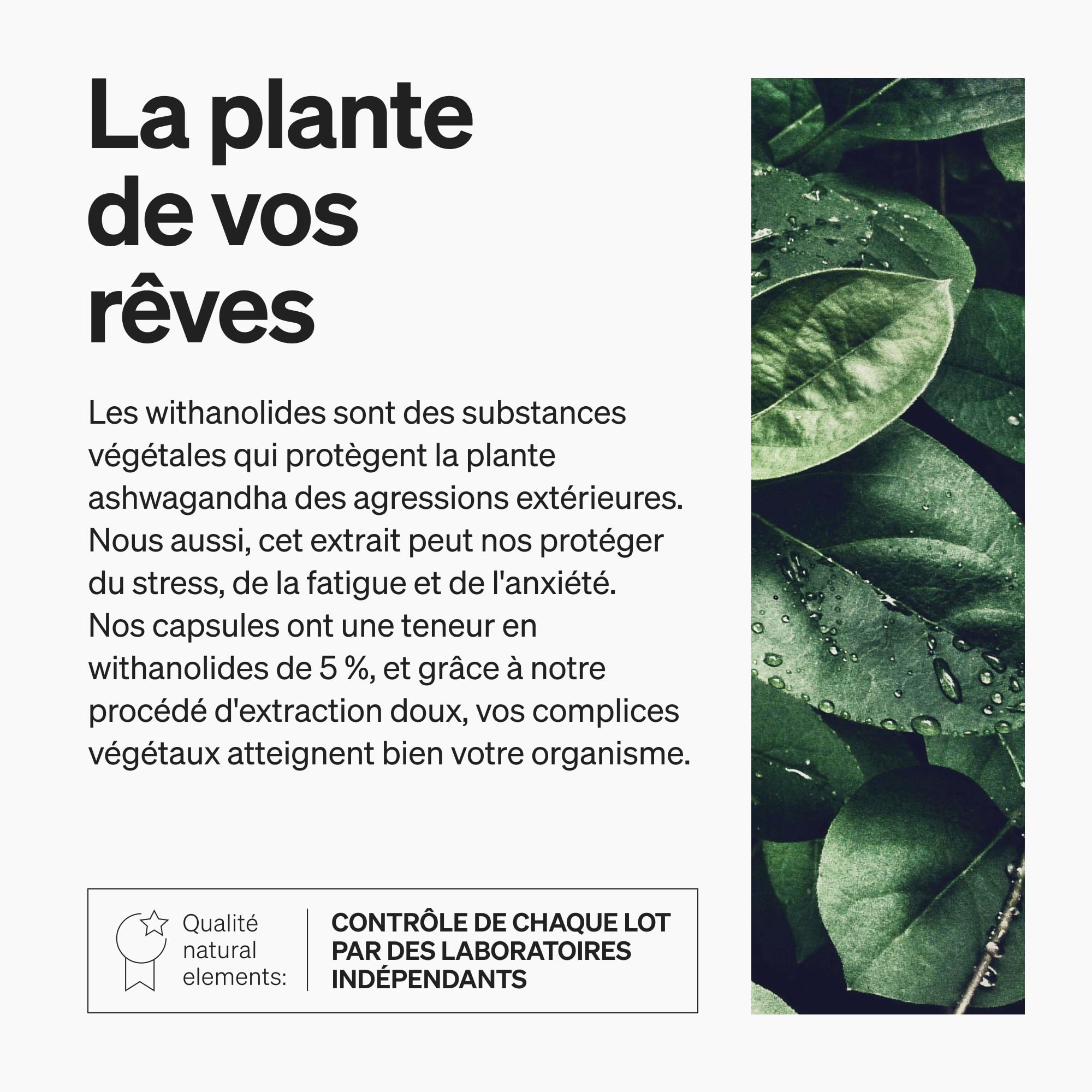Ashwagandha Bio KSM-66 en Gélules Extra Fort 600mg par dose journalière – 180 Gélules Vegan – 100% Végétalien Certifiée Sans Additifs Artificiels