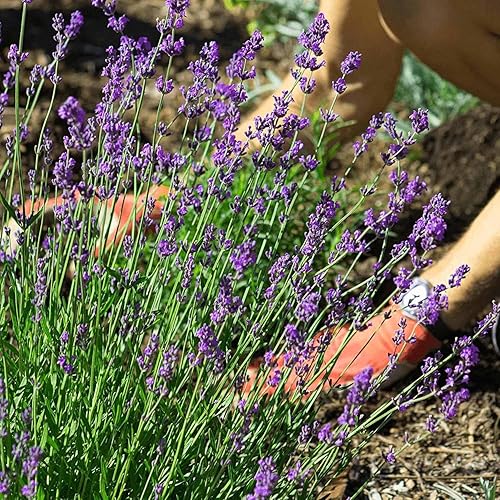 Miniatura 7 de Más de 2000 semillas de lavanda inglesa de primera calidad, semillas de hierbas sin OMG, semillas de flores silvestres para plantar en interiores y