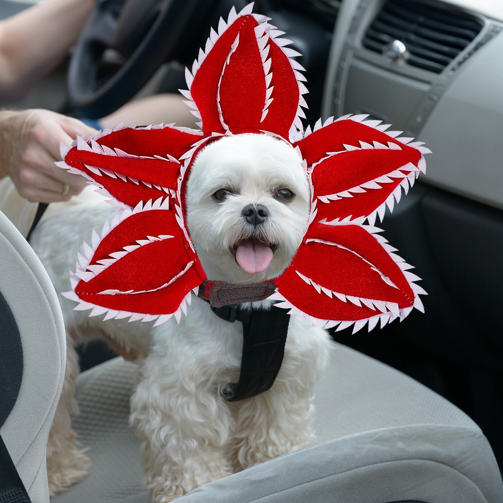 Fonds D'ecran Halloween Chien Welsh Corgi Chapeau Animaux Télécharger Photo