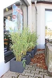 Bambus Fargesia Jumbo winterhart, hortsig und schnellwachsend, ideal