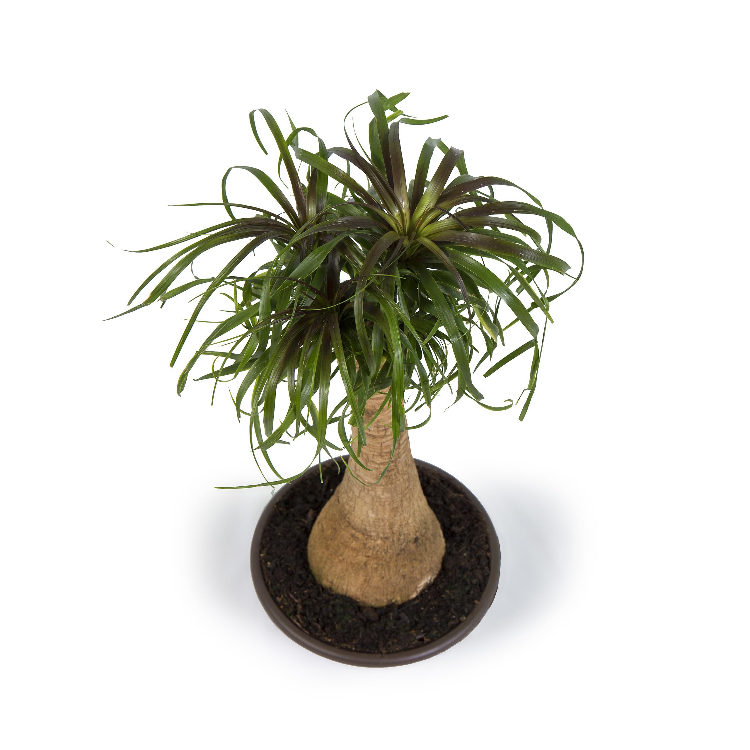 Cool Green - Planta natural interior - Beaucarnea - Apta para Mascotas