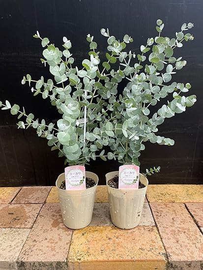 Amazon 爽やかな香りがする ユーカリ ユーカリ グニー 4号苗 2個セット 天然 リラクゼーション リフレッシュ ハーブ 植物 おまかせ 園芸 ガーデニング 寄せ植え 鉢花 鉢植え 苗 香り 誕生日 記念日 プレゼント 贈り物 ユーカリ グニー 4号2個 観葉植物 Amazon 爽やかな香りがする ユーカリ ユーカリ グニー 4号苗 2個セット 天然 リラクゼーション リフレッシュ ハーブ 植物 おまかせ 園芸 ガーデニング 寄せ植え 鉢花 鉢植え 苗 香り 誕生日 記念日 プレゼント 贈り物 ユーカリ グニー 4号2個 観葉植物