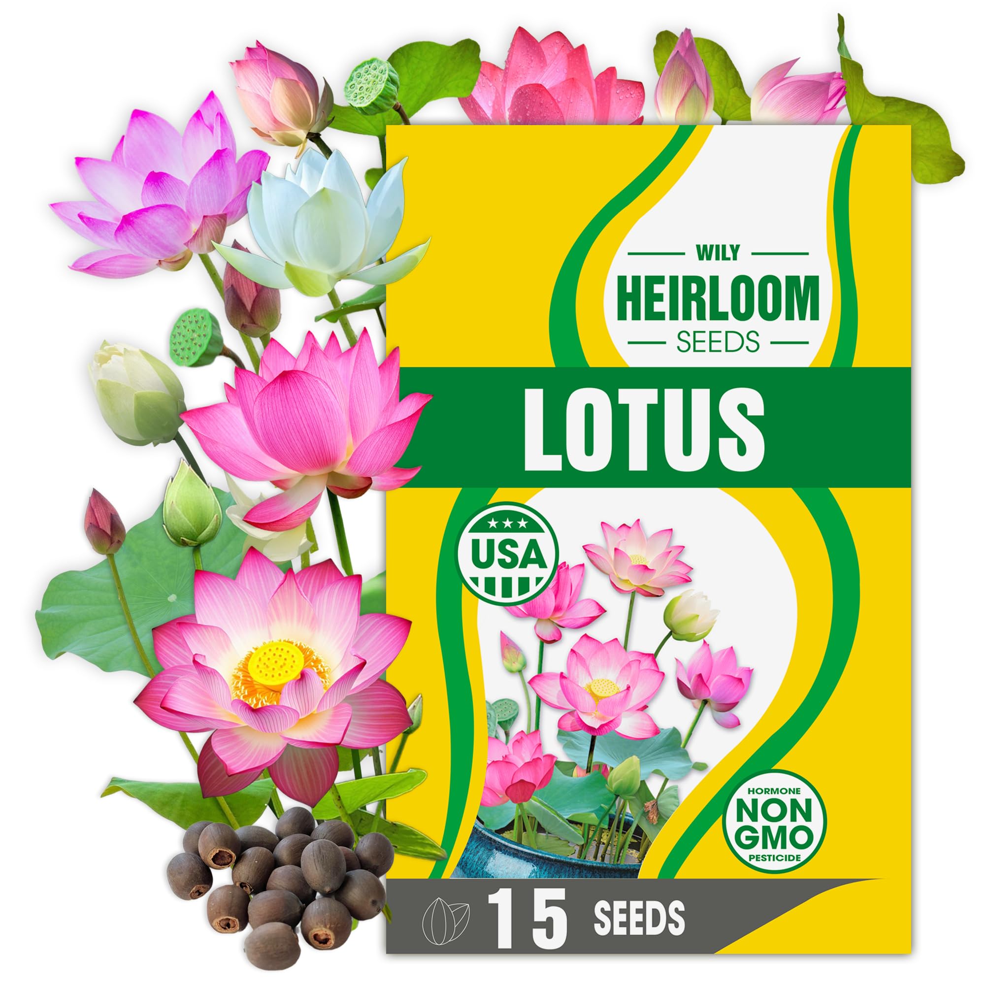 Rare Lotus Seeds for Planting – 15 Pre-Cut Bonsai Lotus Flower Seeds in Water – Non-GMO, Heirloom - Grow Stunning Lotus Flowers in Ponds & Gardens (Nelumbo Nucifera)