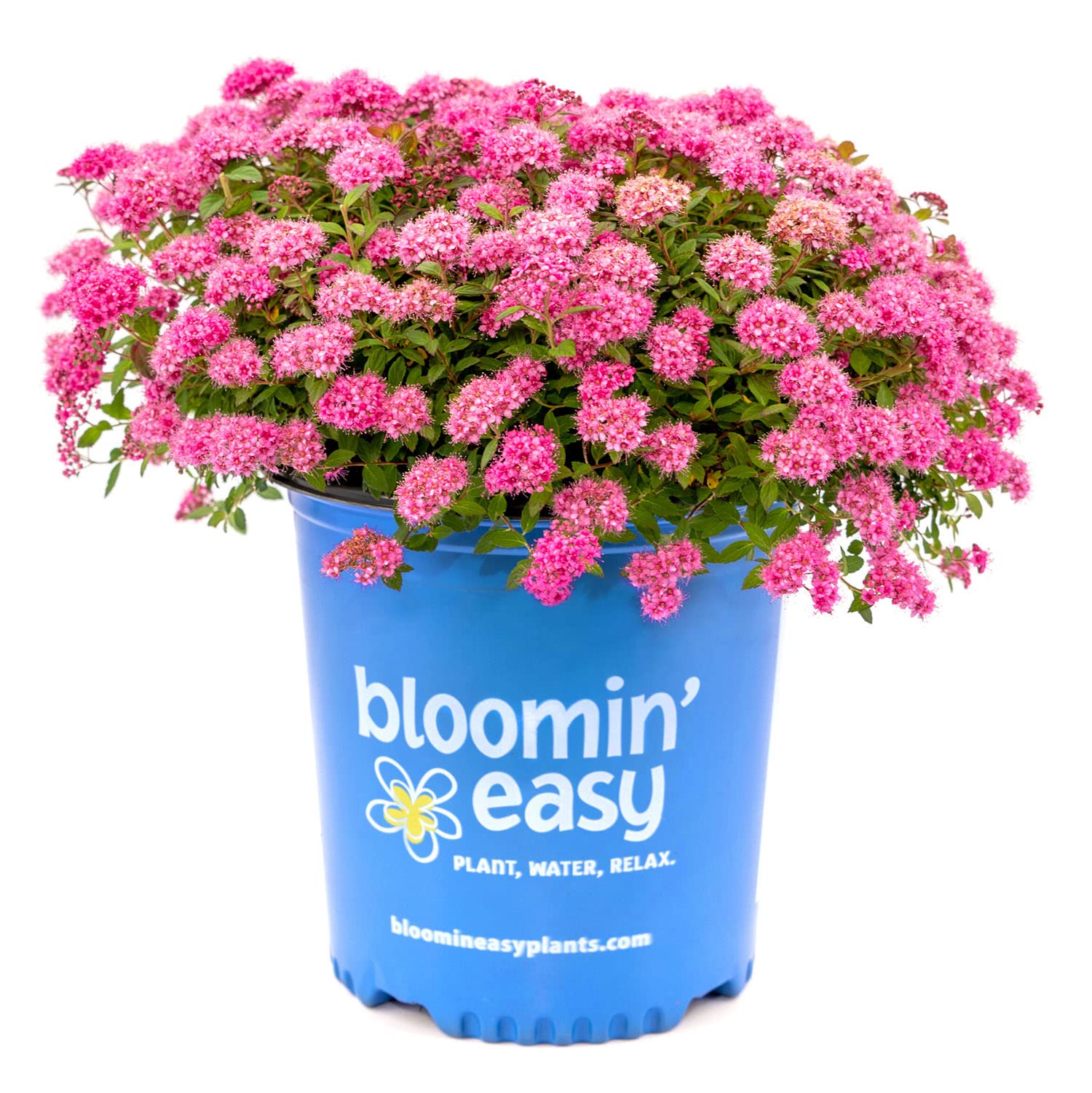 Amazon.com : Poprocks Petite Spirea - 3 gal - Bloomin' Easy