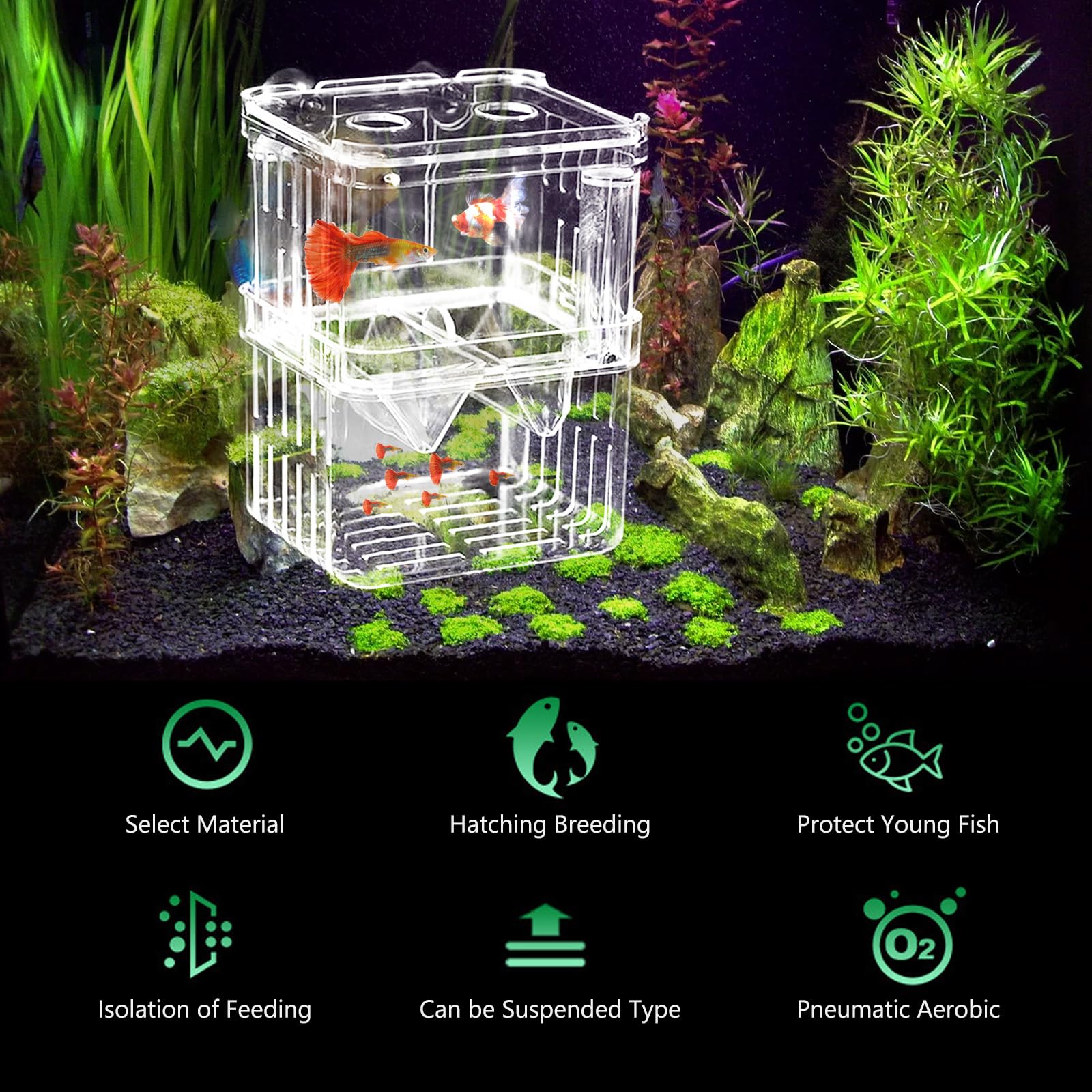 Scatola di allevamento per acquario, 2 pezzi, con ventose per gamberetti, piccoli pesci