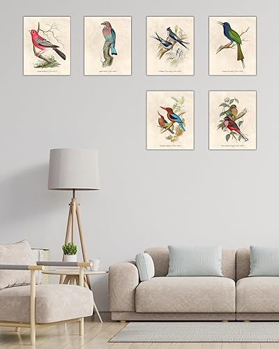 Miniatura 6 de Nilem Design Arte de pared vintage de pájaros, juego de 6 impresiones sin marco de 8 x 10 pulgadas, carteles de ilustración de naturaleza antigua,