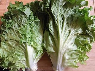 Hundredfold Organic Black Seeded Simpson Lettuce 1000 Vegetable Seeds - Lactuca Sativa Heirloom Looseleaf Loose Leaf Lettuce Non-GMO for Home Garden Yard Balcony & Indoor Planting