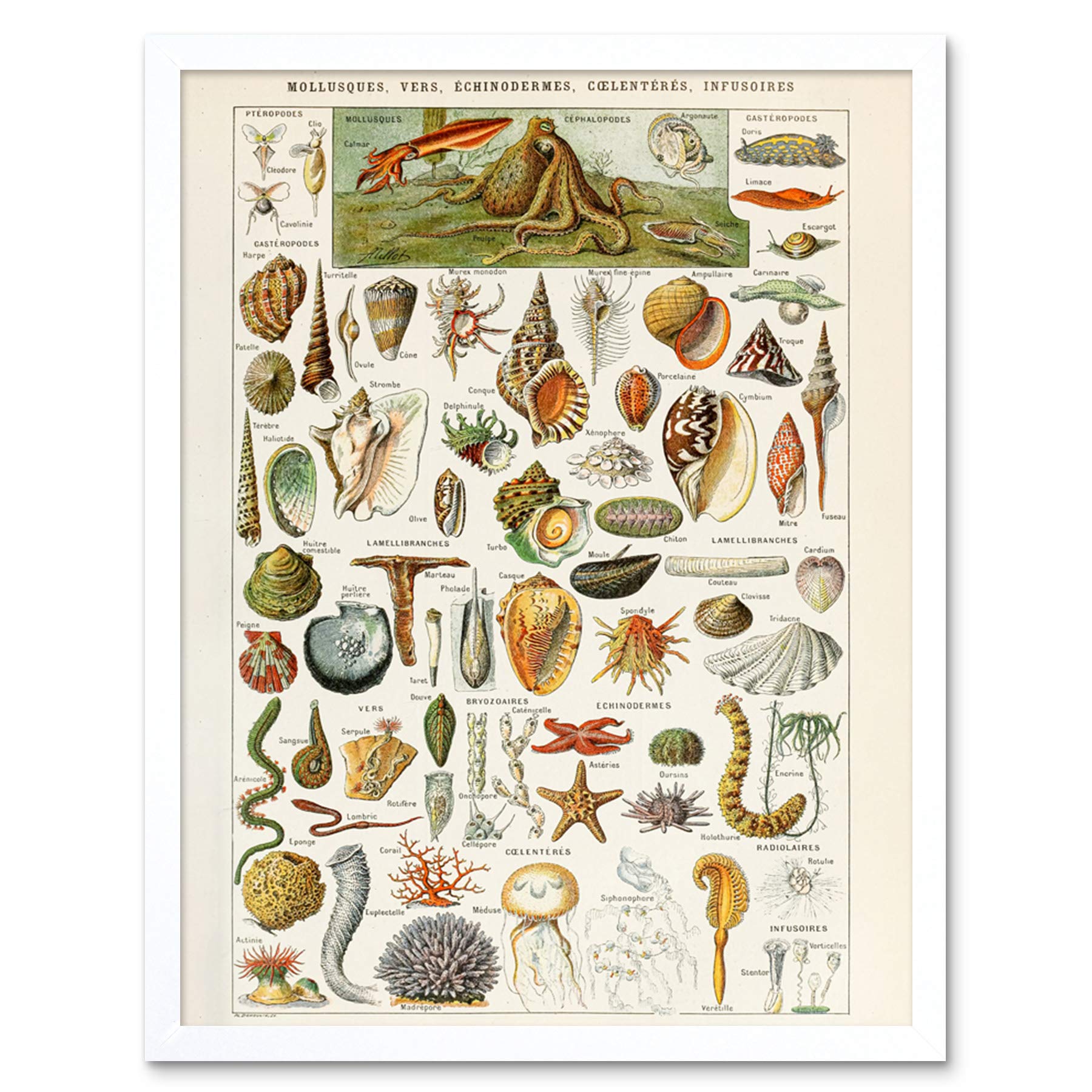 Artery8 Millot Encyclopedia Page Molluscs Shells Art Print Framed Poster Wall Decor 12x16 inch — view 23