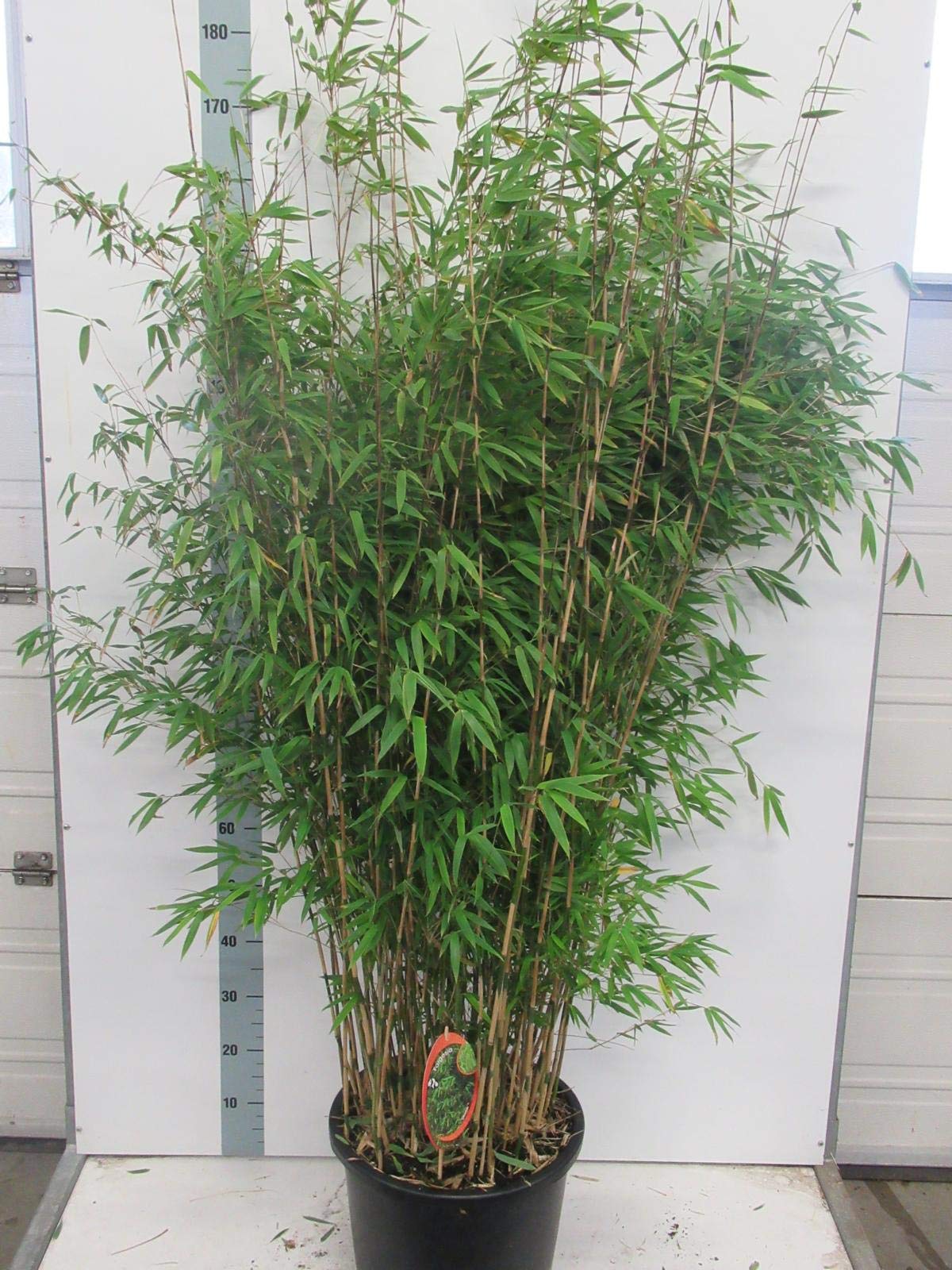 Fargesia obelisk C1-1 Liter - Aufrechter Gartenbambus Obelisk : Amazon.de:  Garten