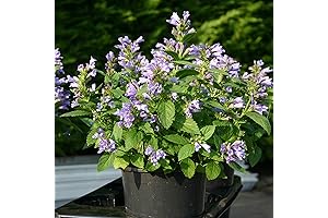CHUXAY GARDEN Fresh Catnip Seeds-Nepeta Cataria Cat Nip Toy