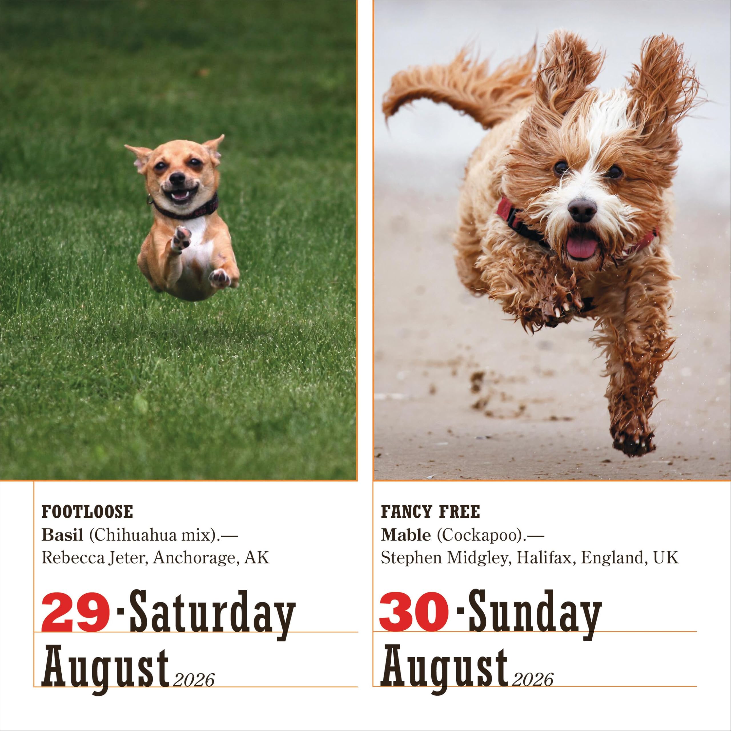 365 Dogs Page-A-Day® Calendar 2026: The World's Favorite Dog Calendar
