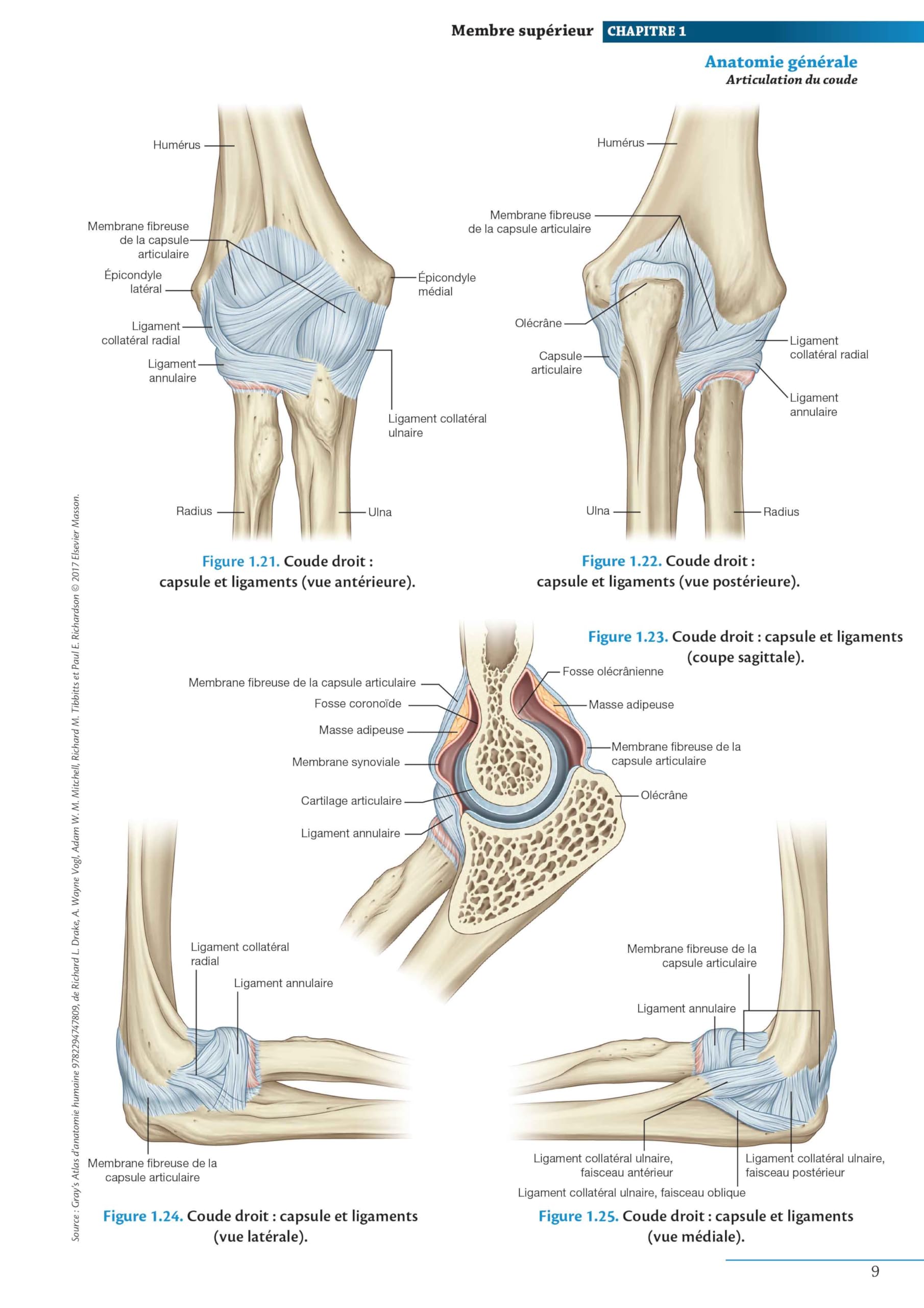 Atlas d'anatomie générale et radiologique