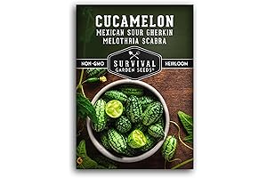 Organic Non-GMO Cucamelon Heirloom Mini Watermelon Seeds for Home Vegetable Gardens