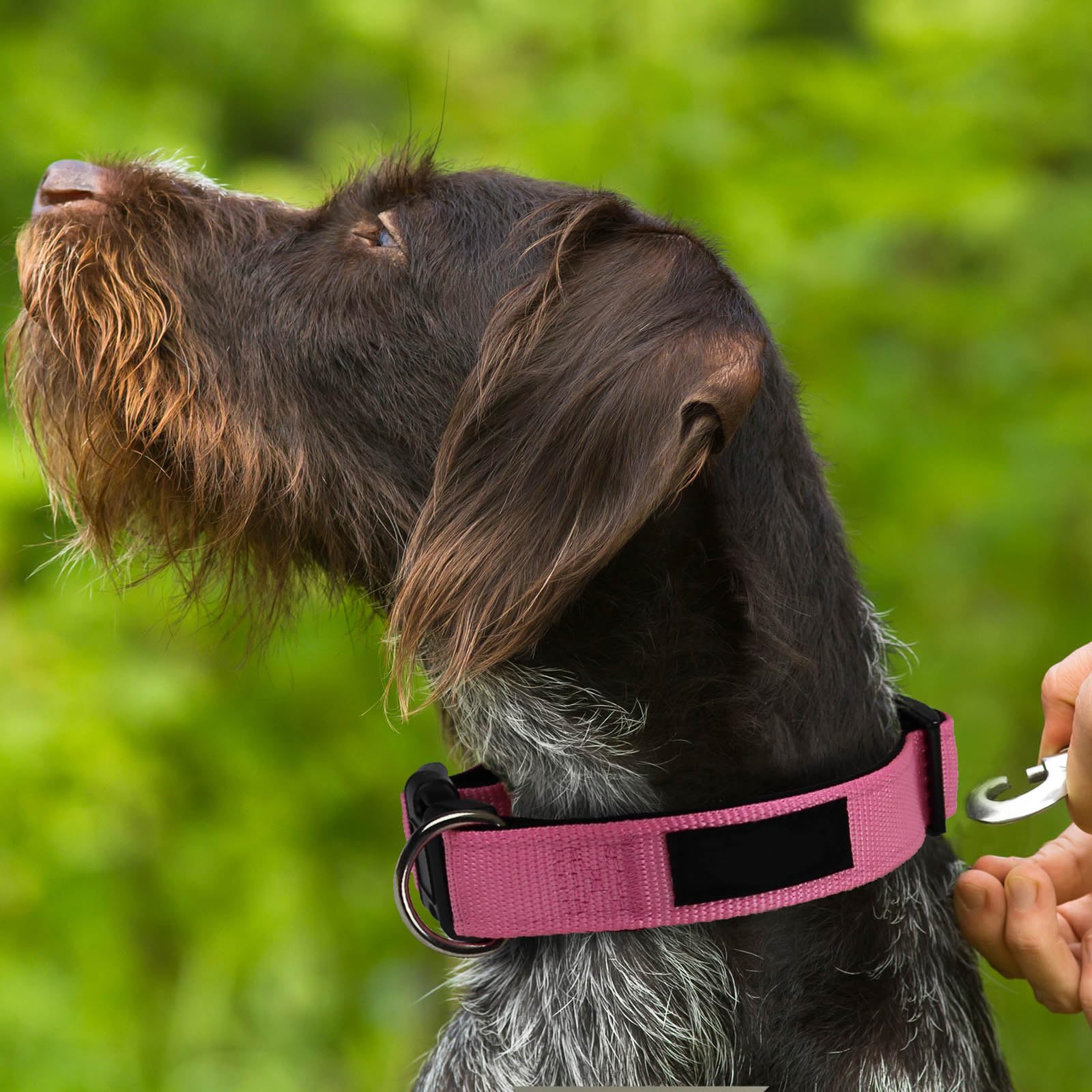 Adjustable Neoprene Dog Collar – Soft Padded Nylon Pet Collar with D-Ring & Quick-Release Buckle – 3 Sizes & 5 Colours Available (Pink, Large - Extra Large)