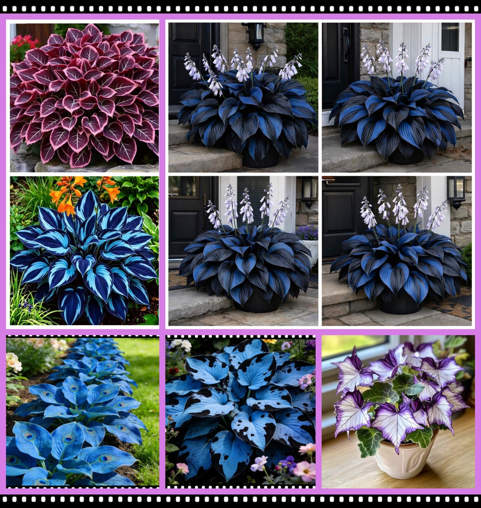 Hybrid Hosta Bare-Root | Midnight Blue Heart Series, Shade-Loving and Cold-Hardy, Easy to Cultivate, Ideal for Garden Borders and Potted Plants/Hardy Perennial, Excellent Display-15 hosta Bulbs-I