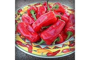 CHUXAY GARDEN Aleppo Pepper Seed: Savor the Zest of Authentic Cuisine