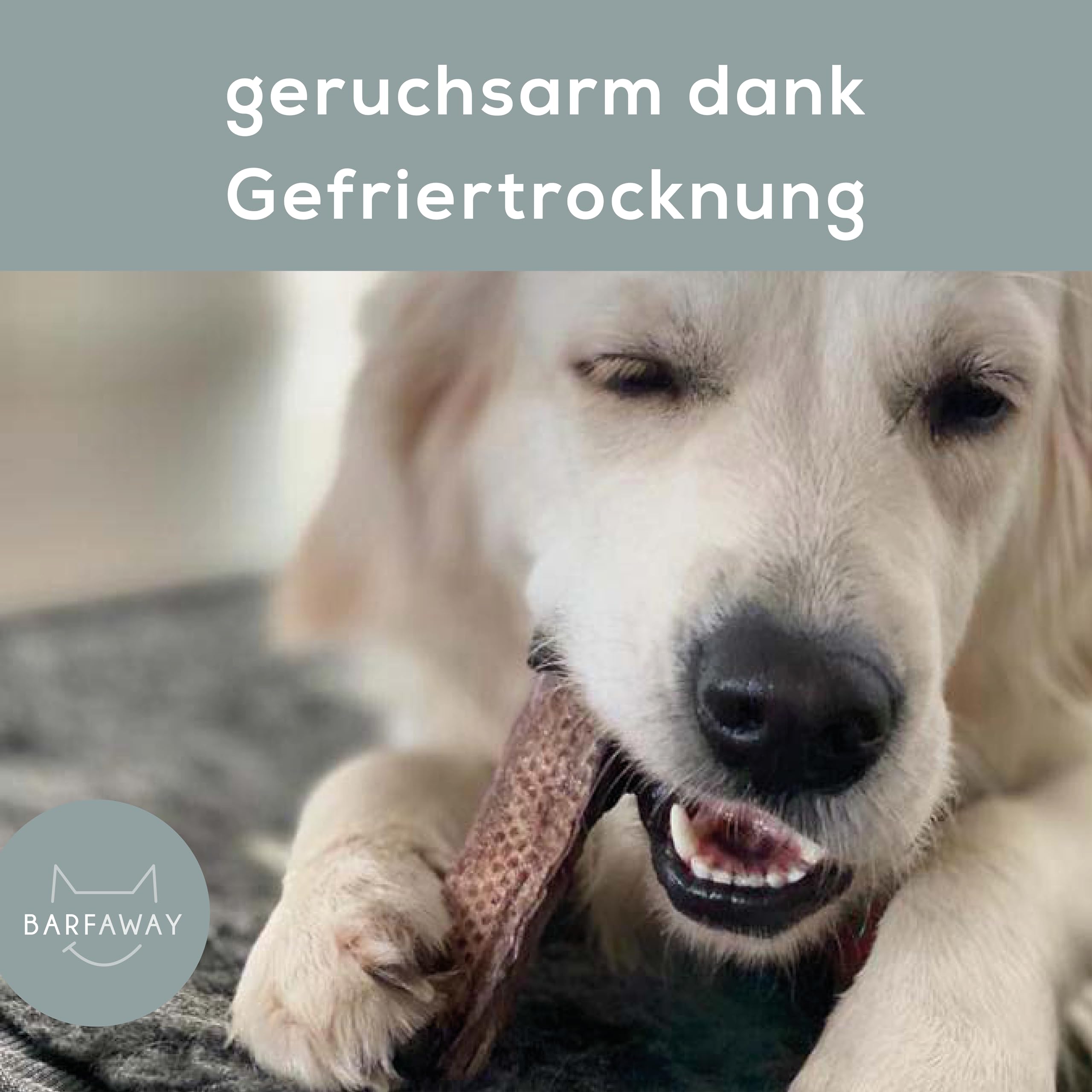 gefriergetrocknetes Hühnerbrustfilet, Premium Muskelfleisch, gesunde Hundeleckerlies, getreidefrei, zuckerfrei, 100% natürlich ohne Zusätze, Deutsche Herstellung, 500 g