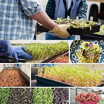 専用苗 Amazon.co.jp: [AITREASURE] 5枚 育苗箱 稚苗用 育苗コンテナー 育苗